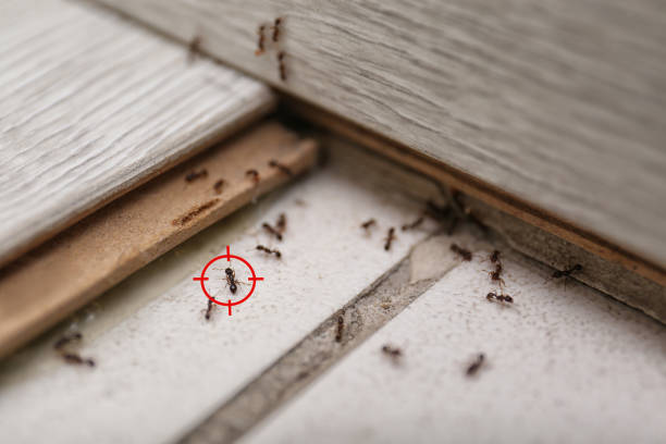 Best Affordable Pest Control Services  in Lake Telemark, NJ