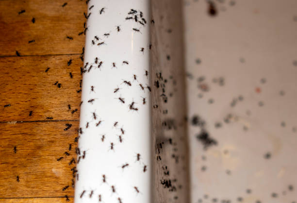 Best Residential Pest Control  in Lake Telemark, NJ